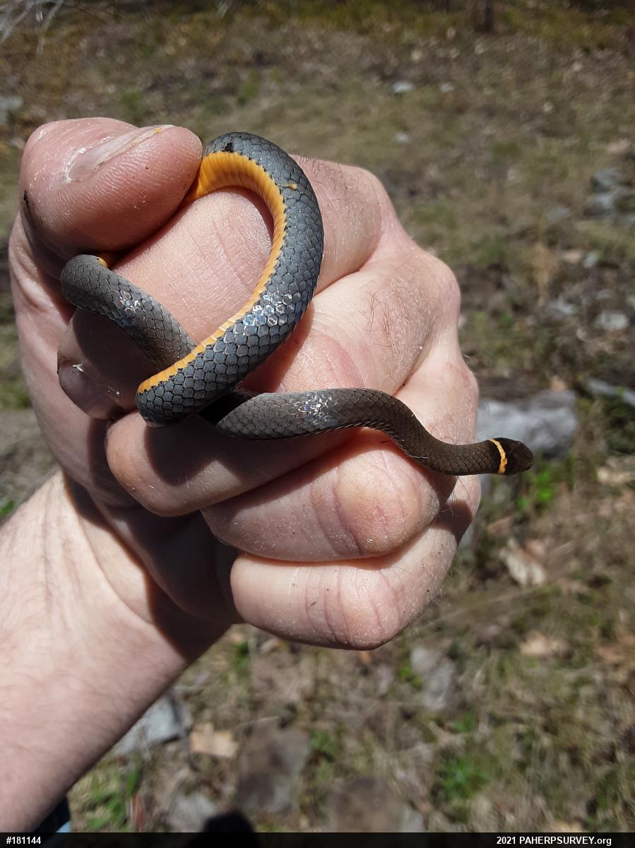 Northern Ring-necked Snake
