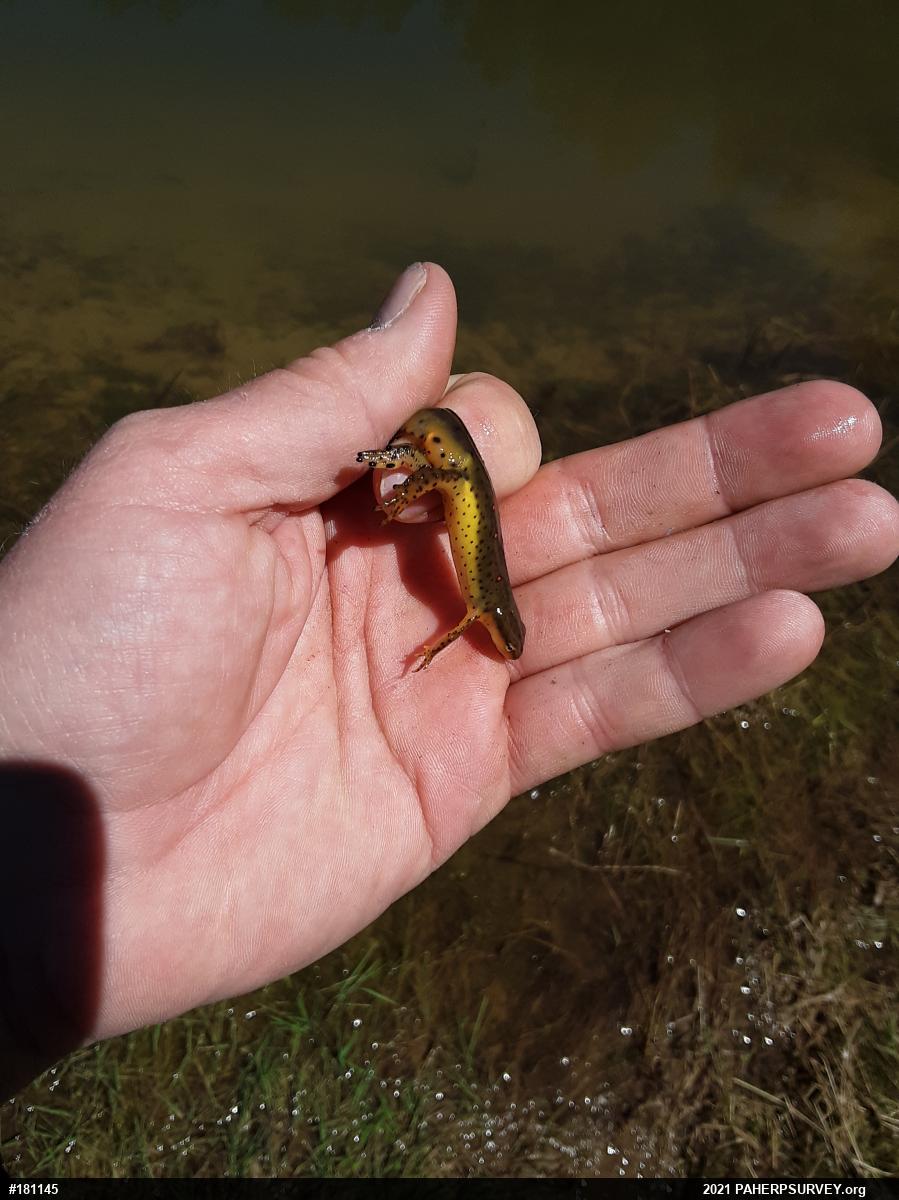 Red-spotted Newt