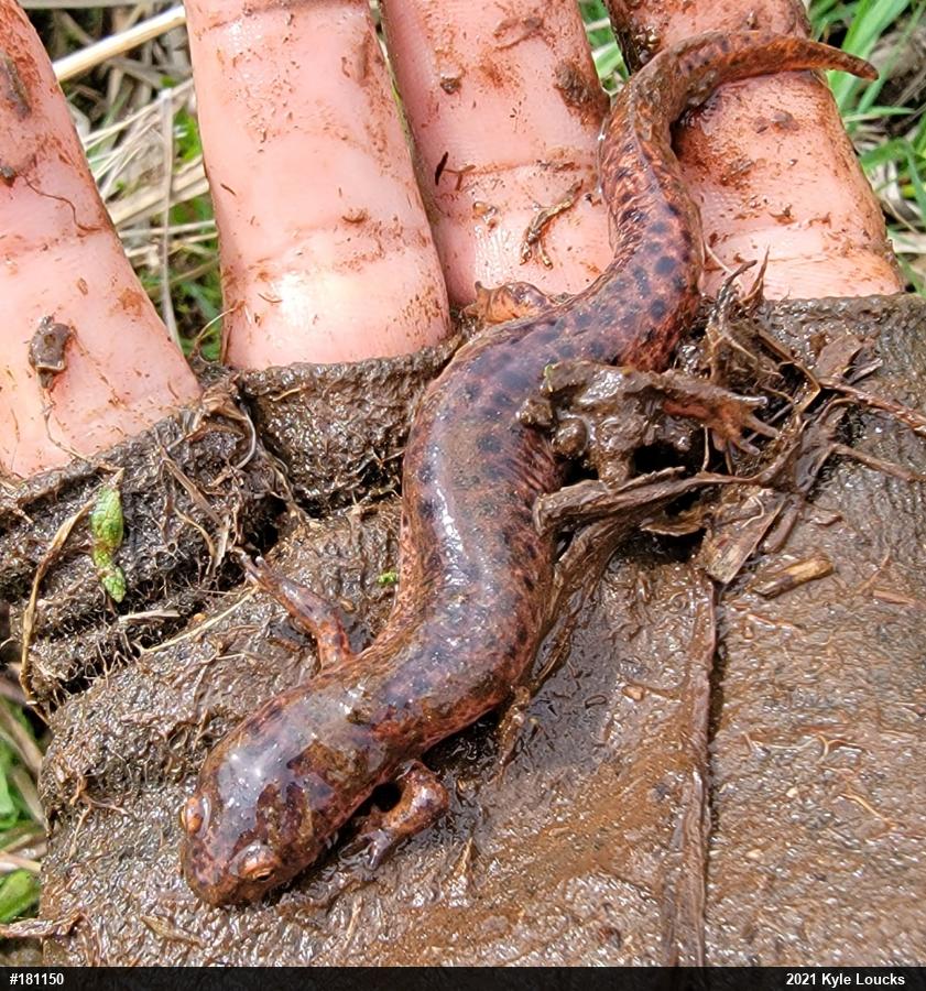 Northern Red Salamander