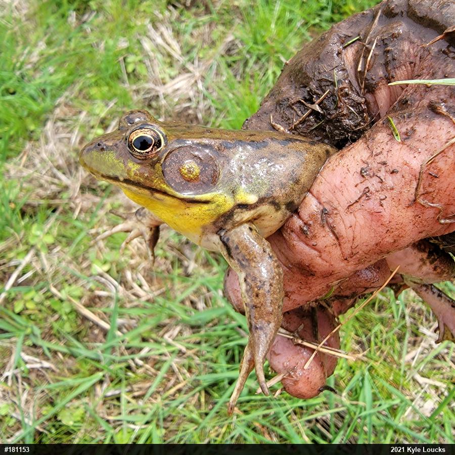 Green Frog