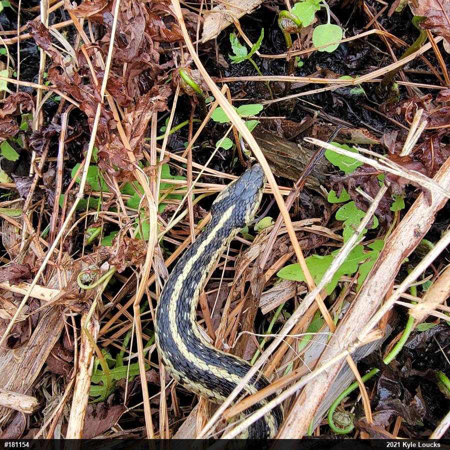 Eastern Gartersnake