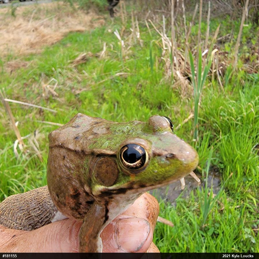 Green Frog