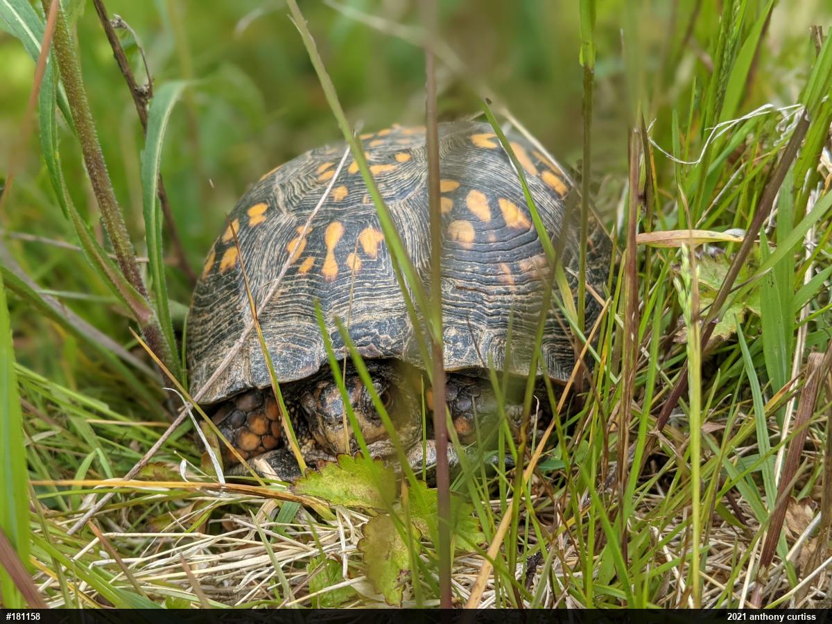 Eastern Box Turtle