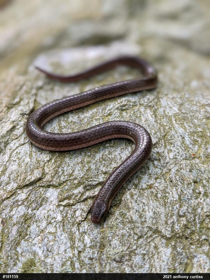 Eastern Wormsnake