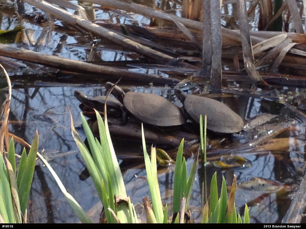 Eastern Painted Turtle
