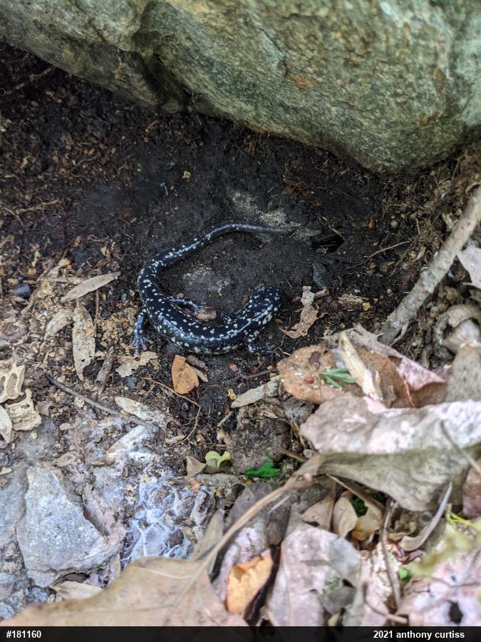 Northern Slimy Salamander