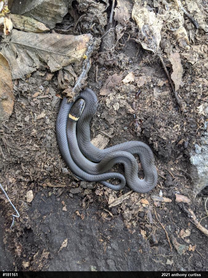 Northern Ring-necked Snake