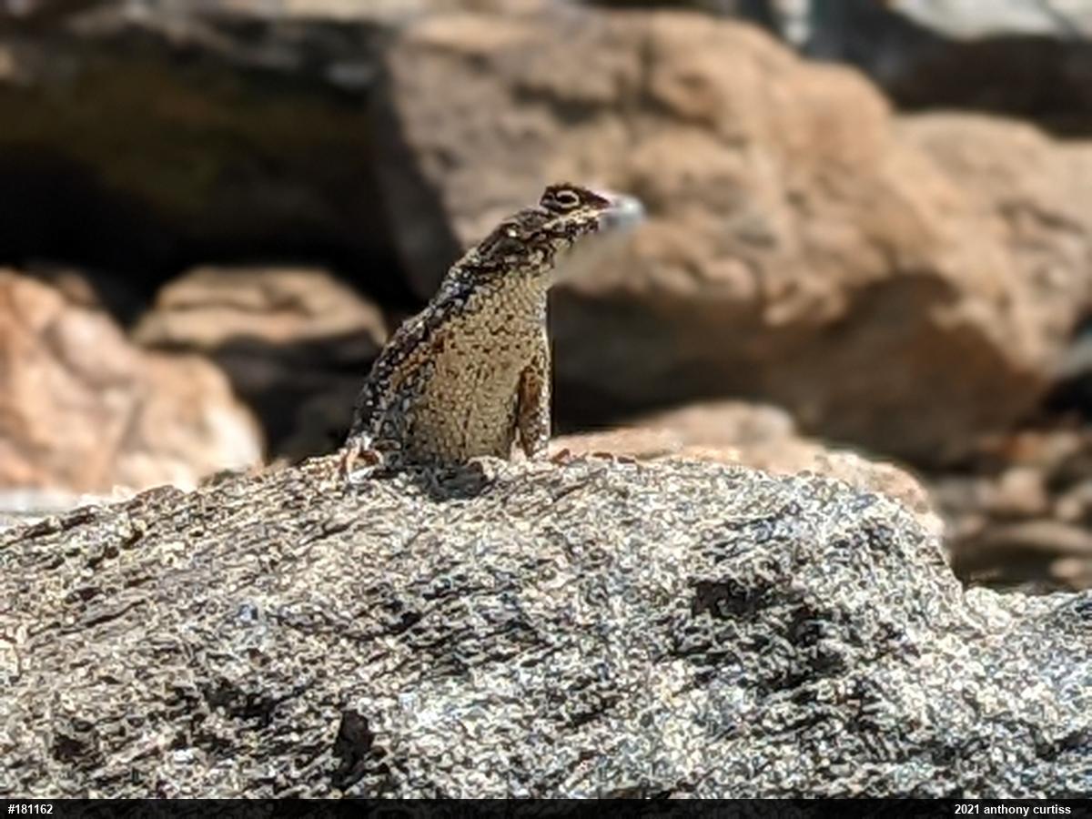 Eastern Fence Lizard