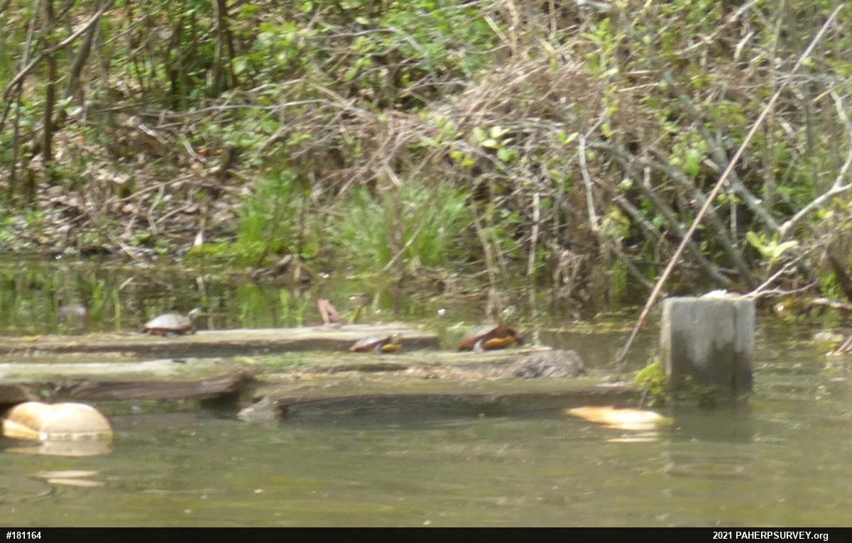 Painted Turtle