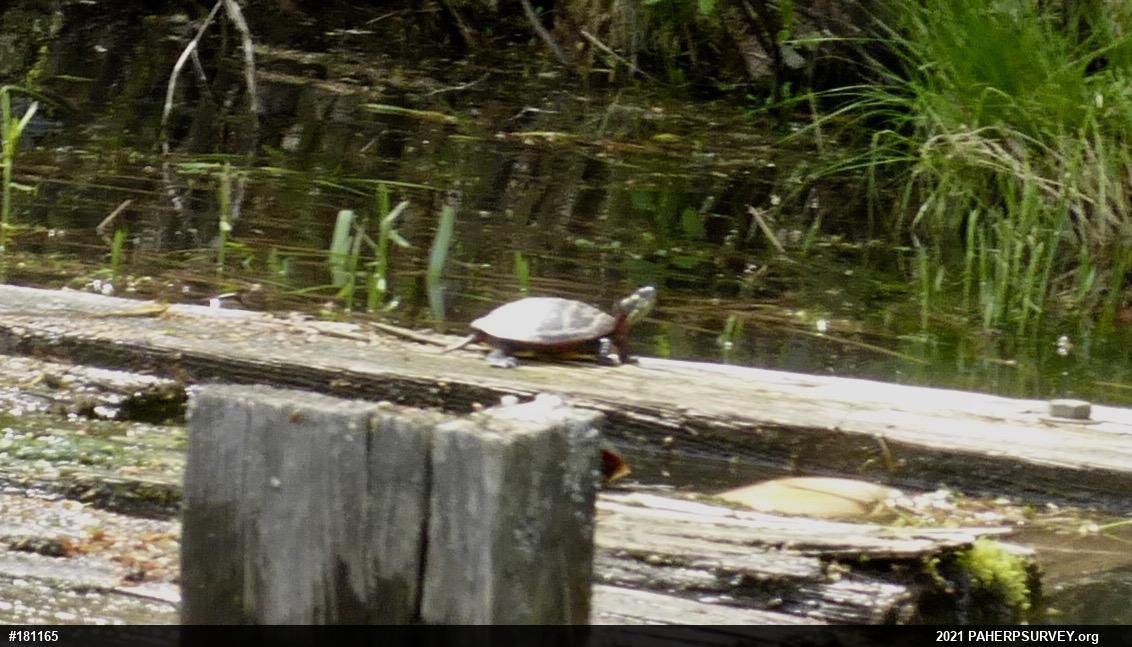 Painted Turtle