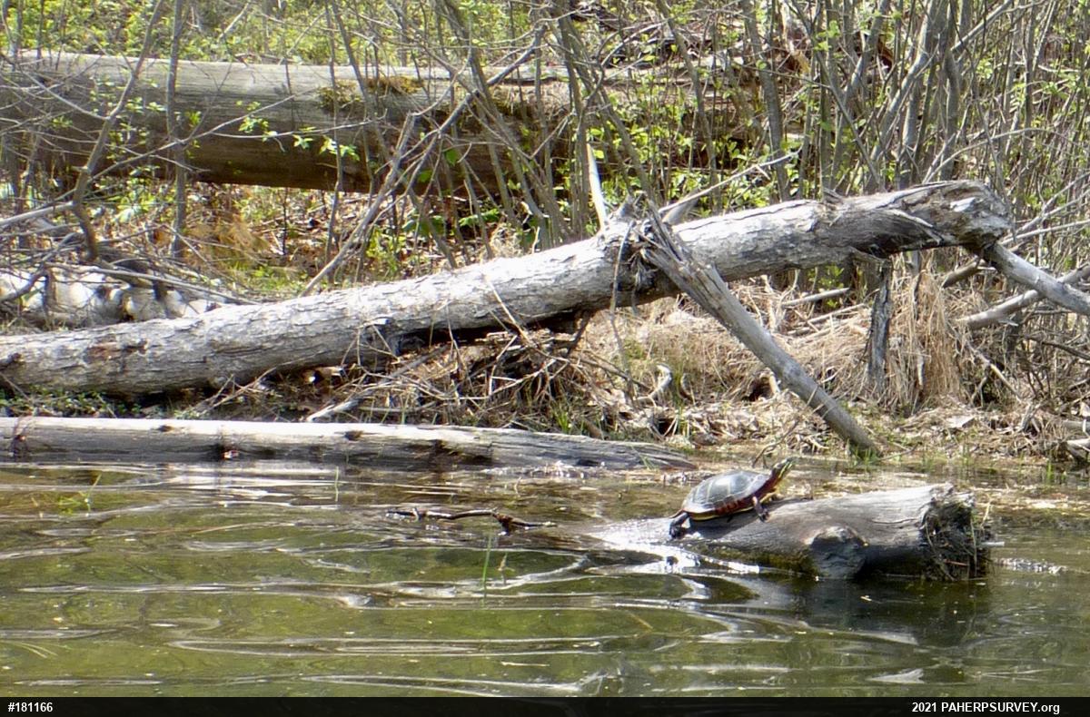 Painted Turtle