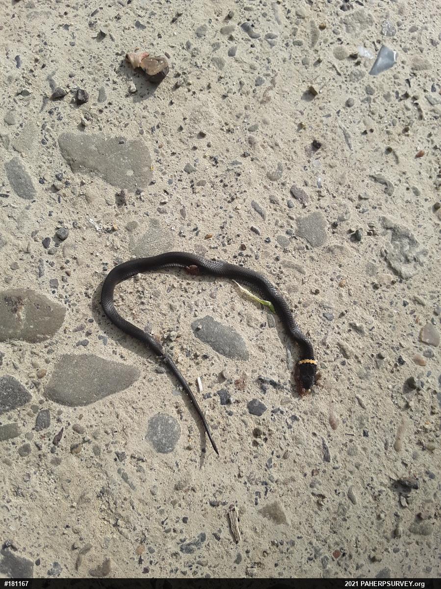 Northern Ring-necked Snake