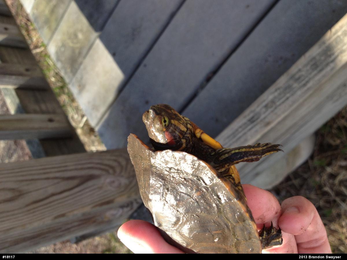 Red-eared Slider
