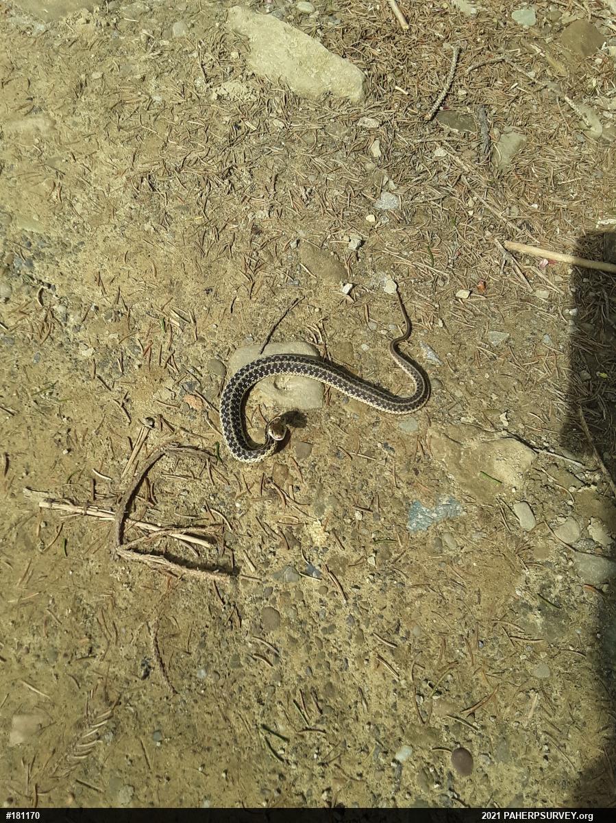 Eastern Gartersnake