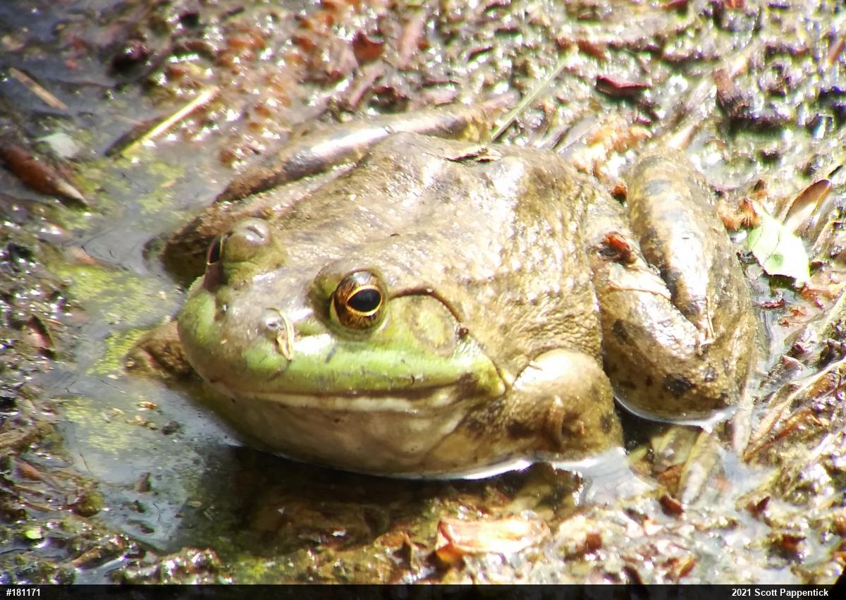 American Bullfrog