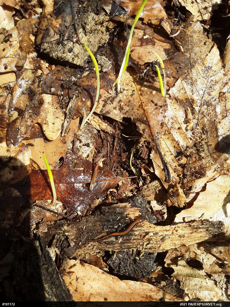 Eastern Red-backed  Salamander
