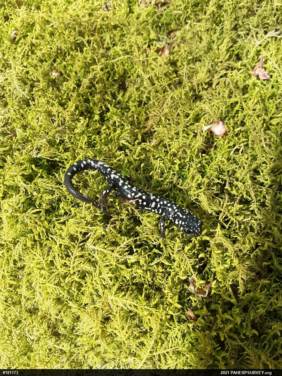 Northern Slimy Salamander