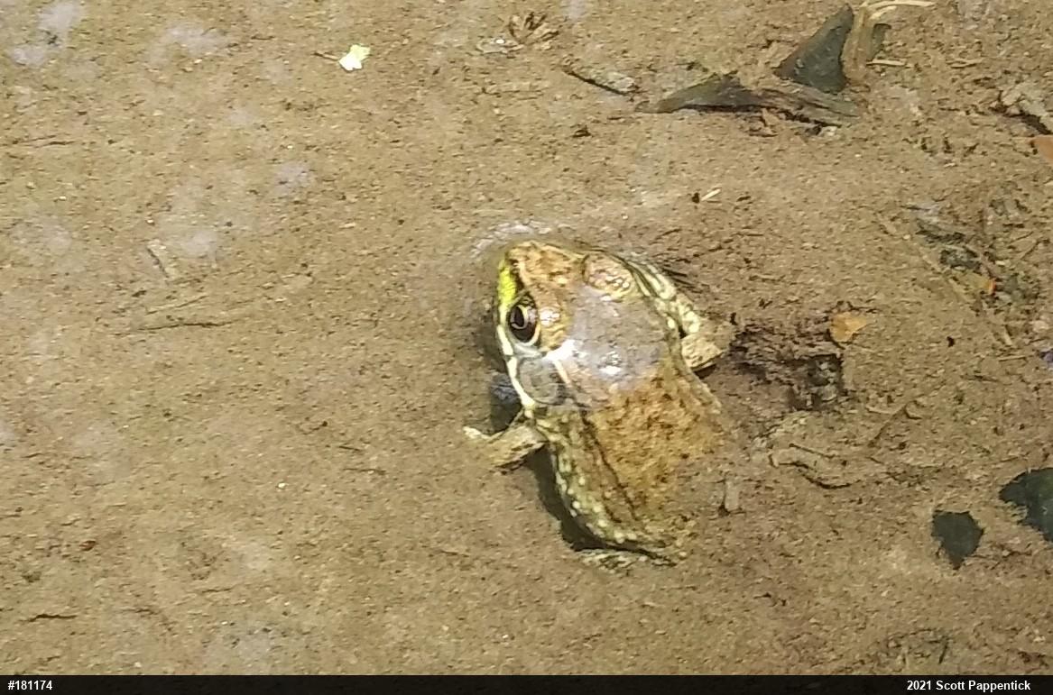 Green Frog