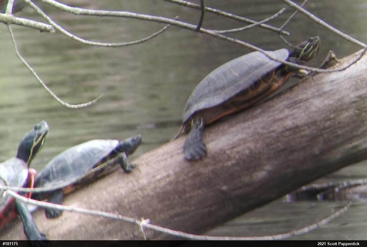 Red-eared Slider