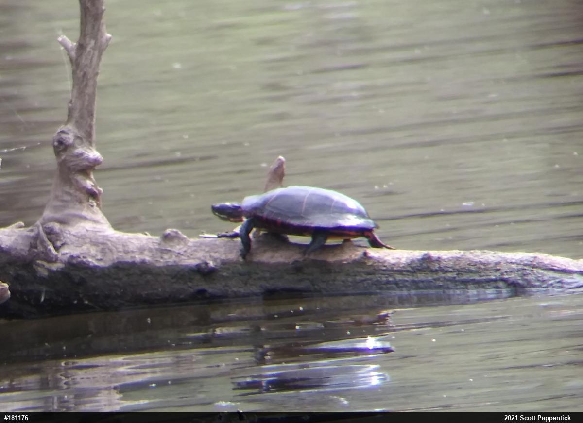 Painted Turtle