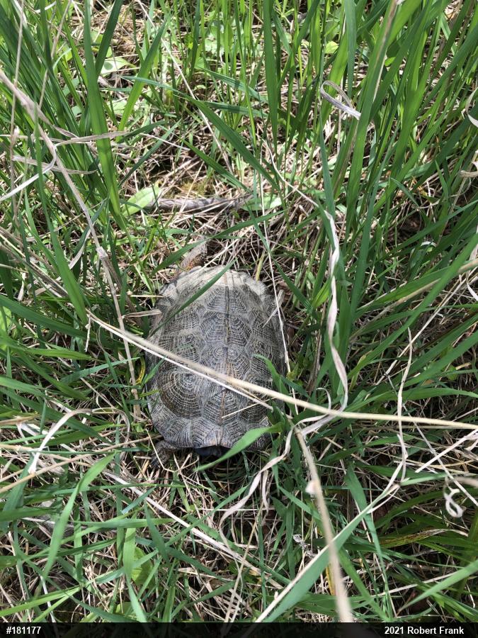 Wood Turtle