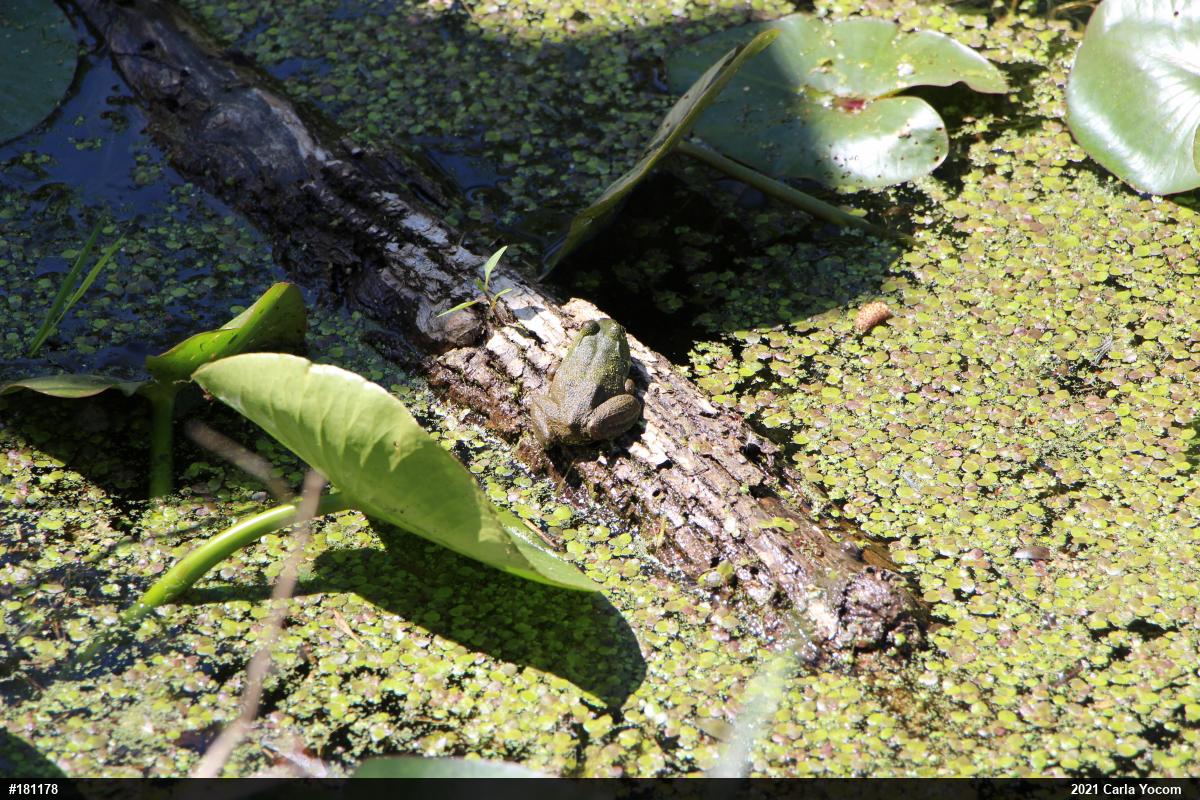 American Bullfrog