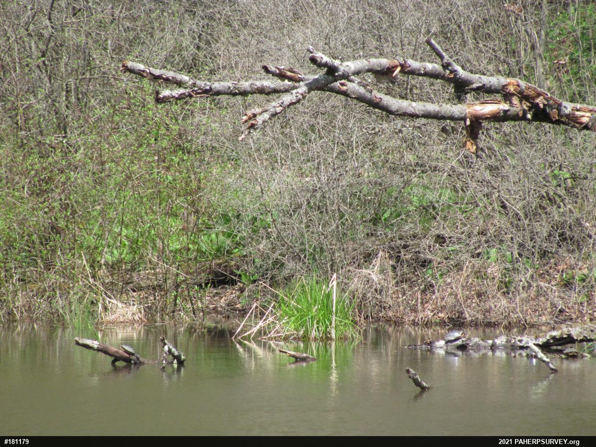 Painted Turtle