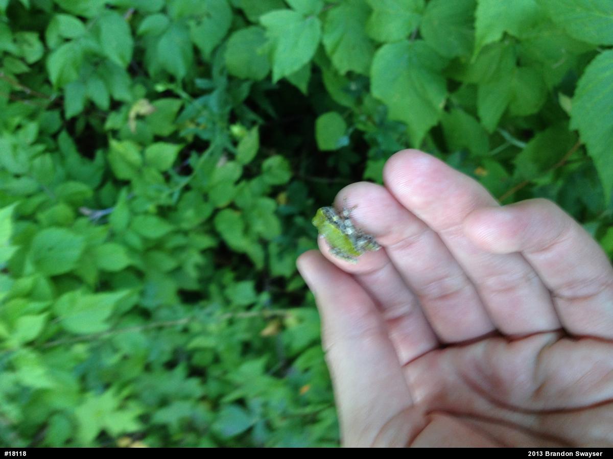 Gray Treefrog