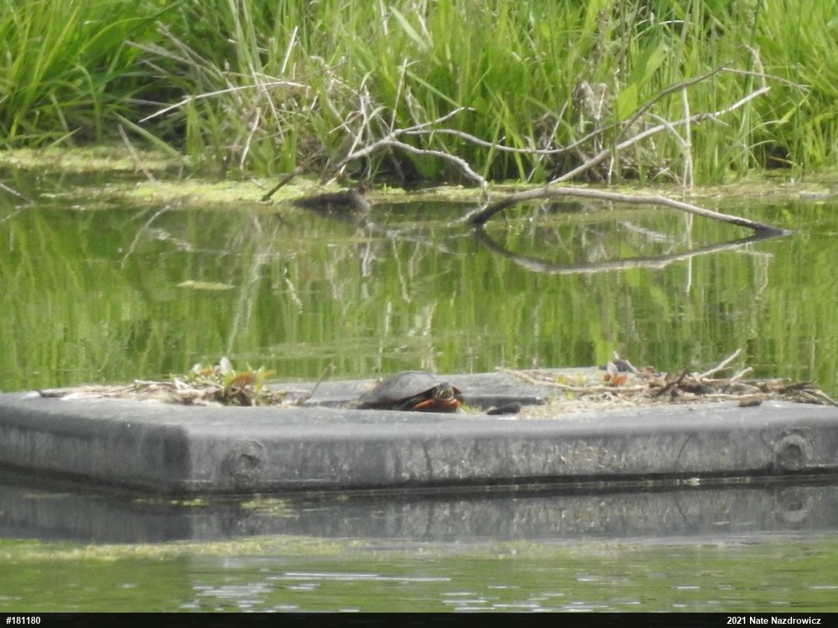 Painted Turtle