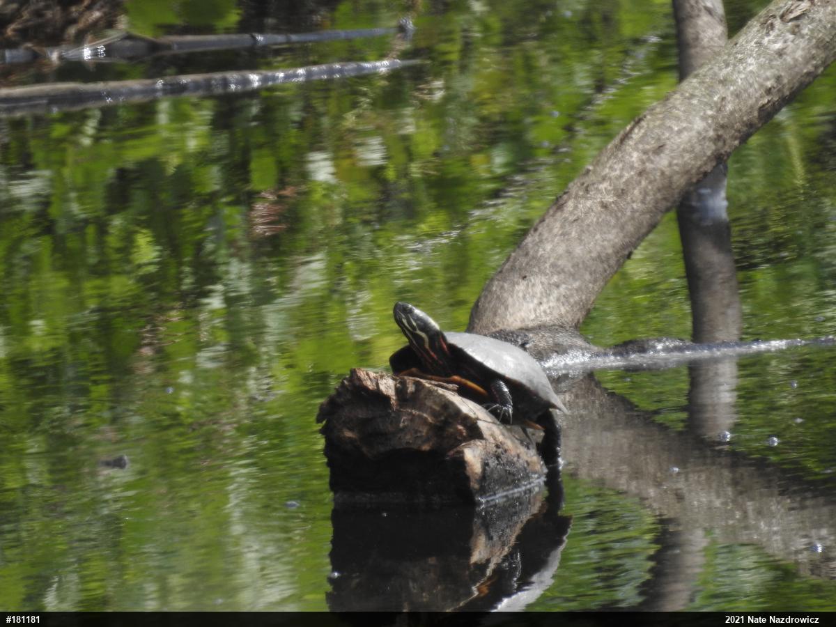 Painted Turtle