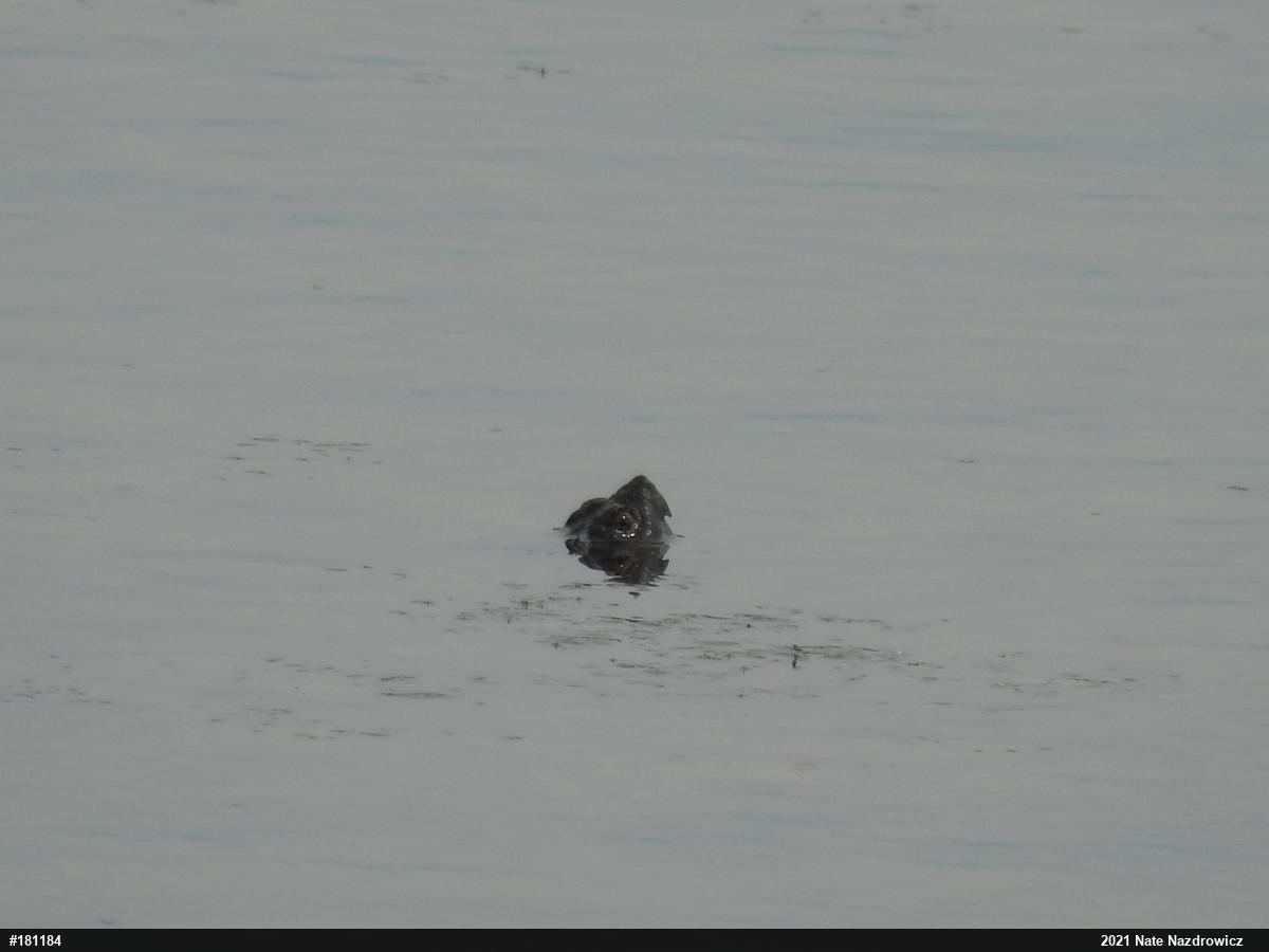 Snapping Turtle