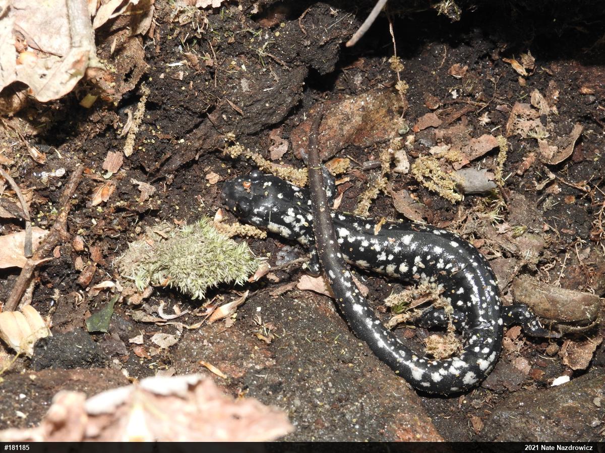 Northern Slimy Salamander