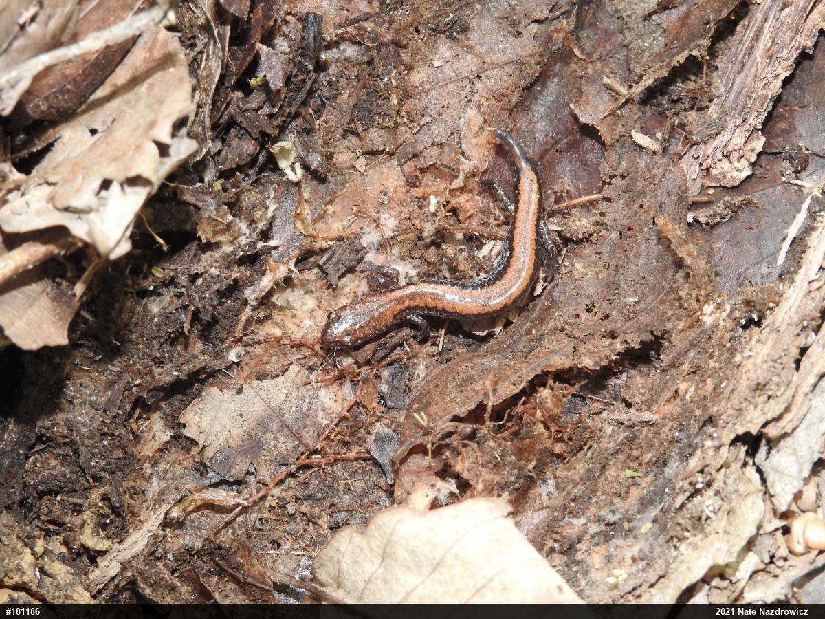 Eastern Red-backed  Salamander