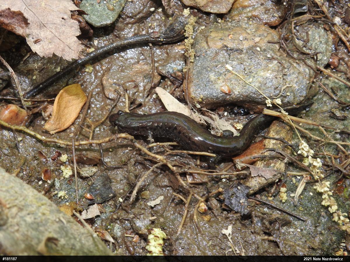 Northern Dusky Salamander