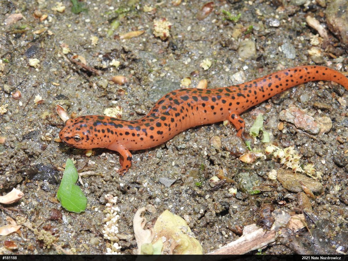 Northern Red Salamander
