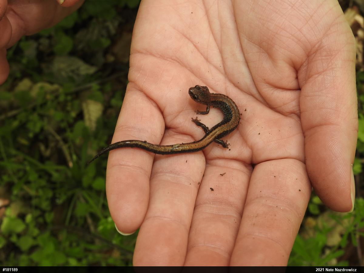 Eastern Red-backed  Salamander