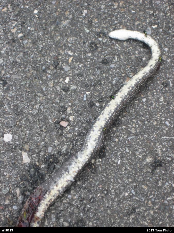 Eastern Ratsnake