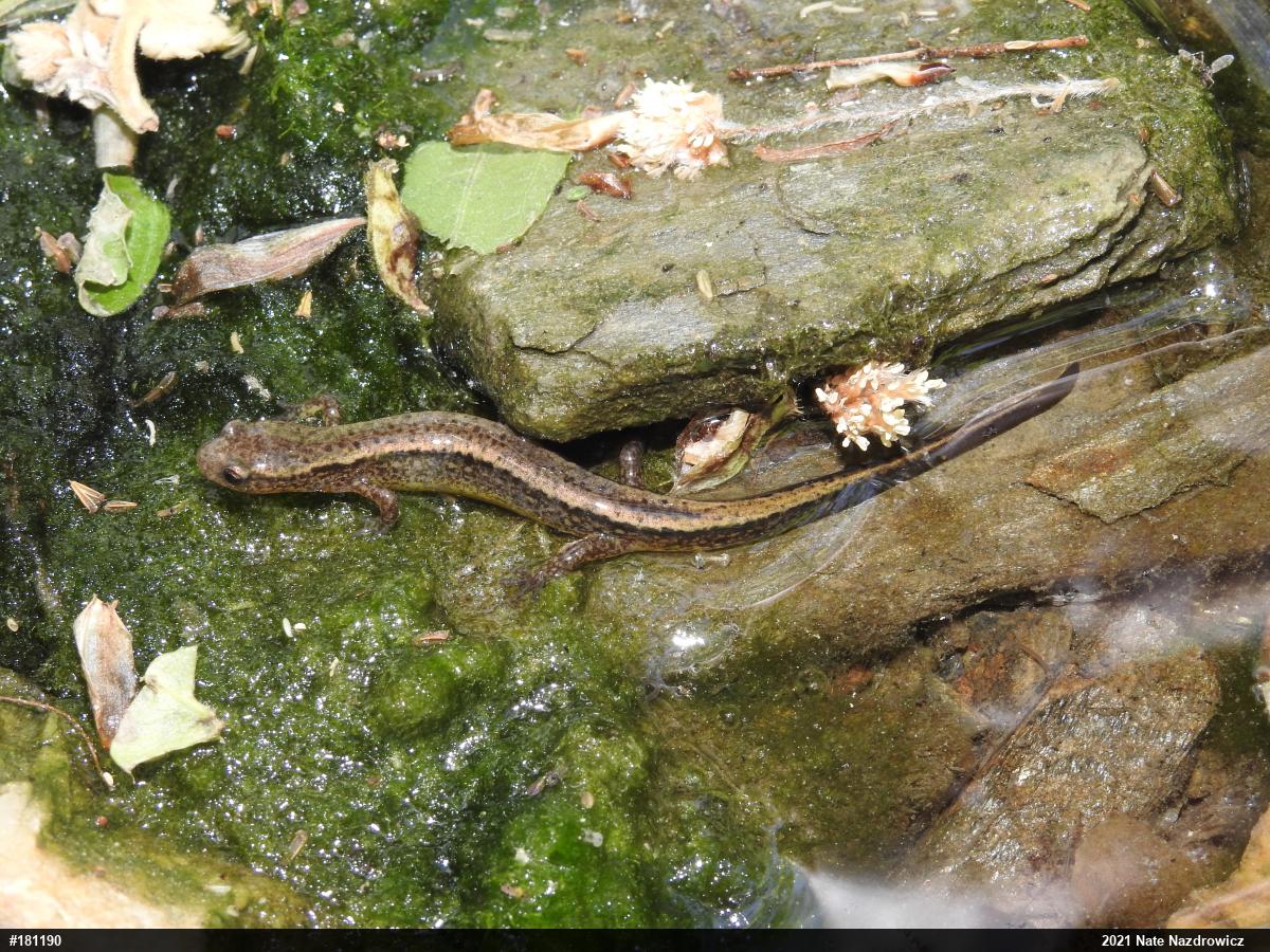 Northern Two-lined Salamander