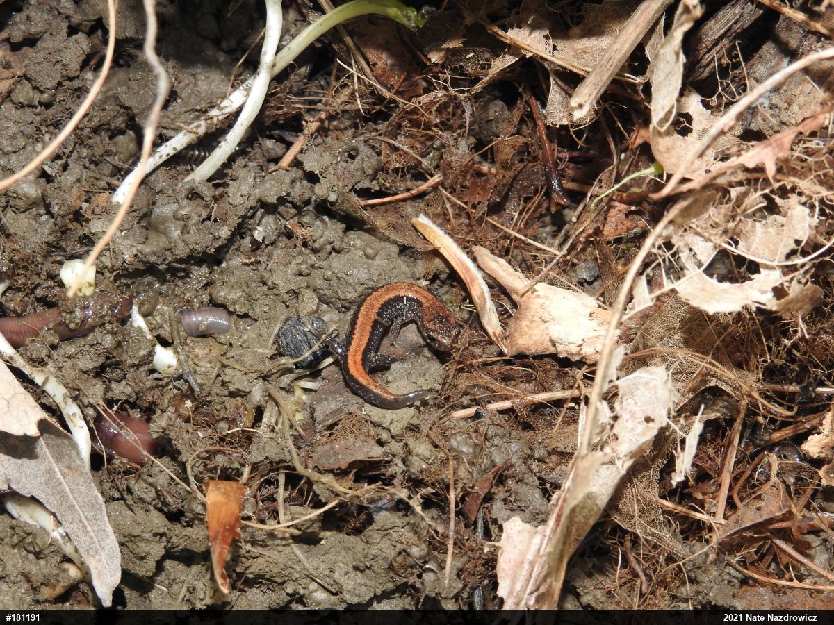 Eastern Red-backed  Salamander