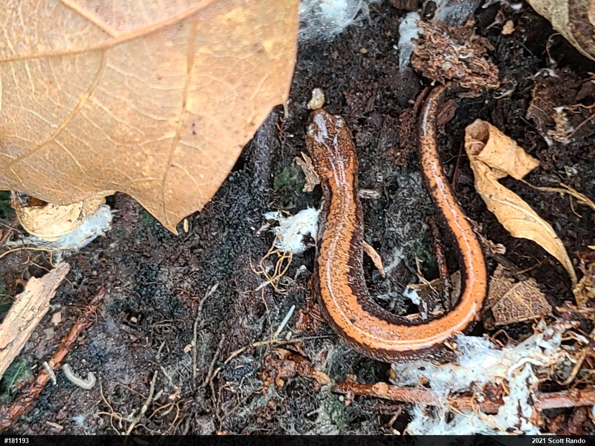 Eastern Red-backed  Salamander