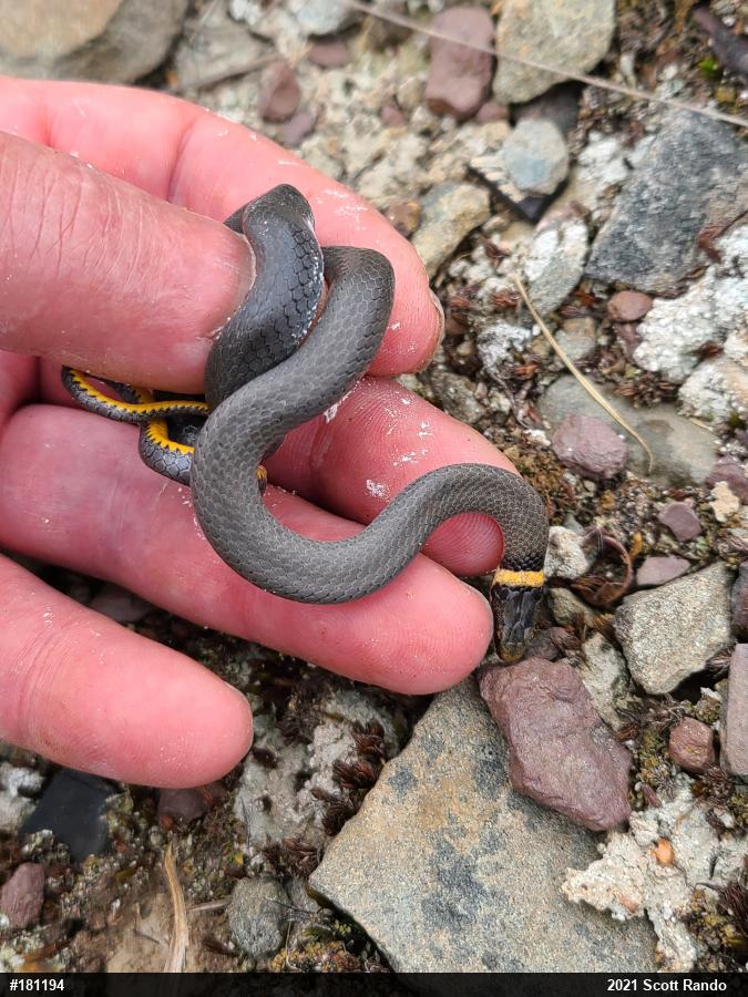 Northern Ring-necked Snake