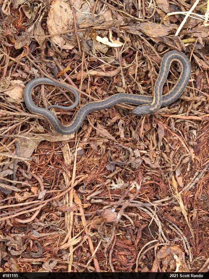 Eastern Gartersnake