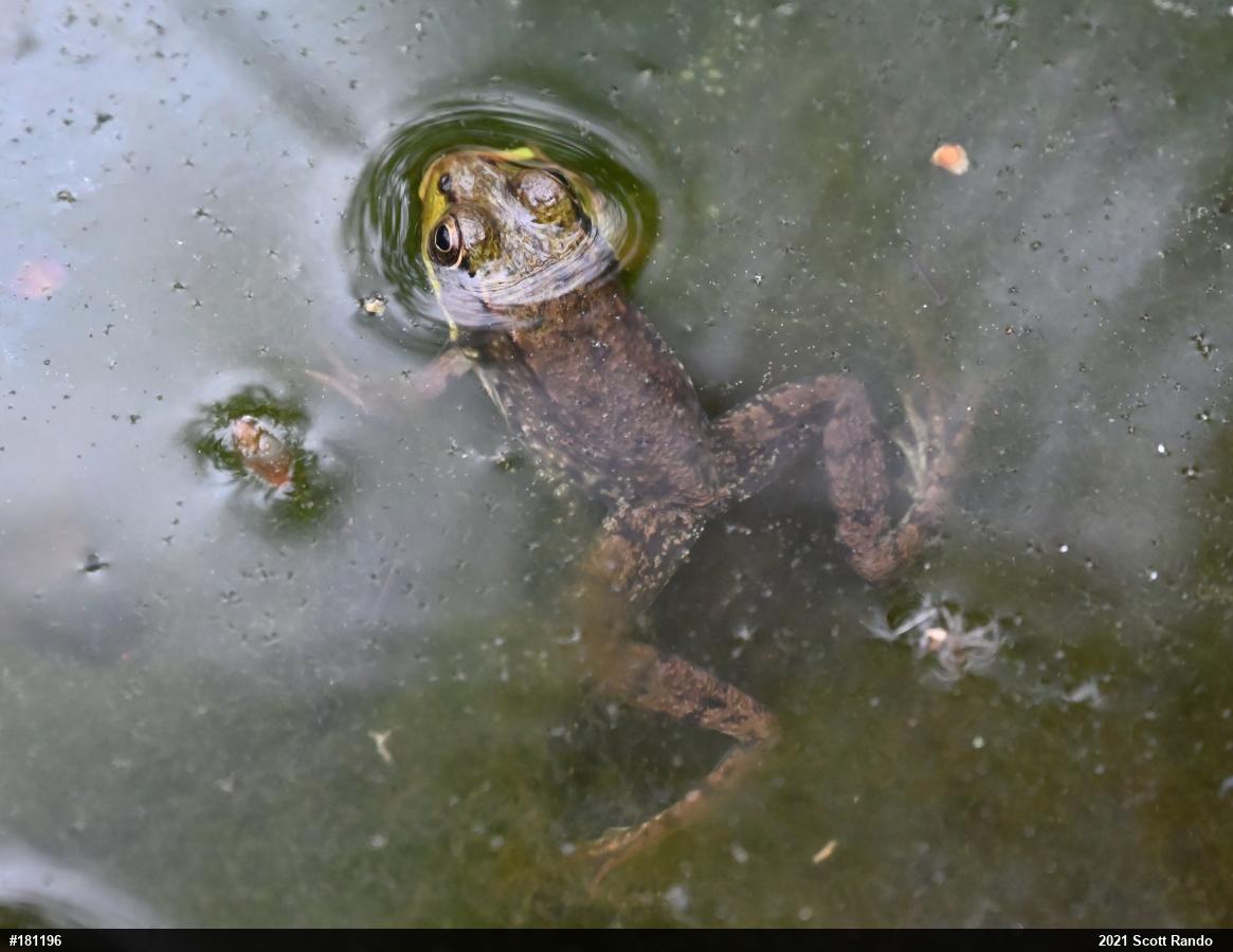 Green Frog