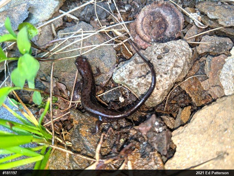 Allegheny Mountain Dusky Salamander