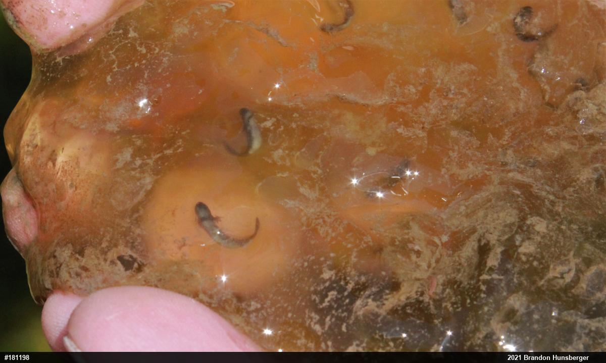 Spotted Salamander