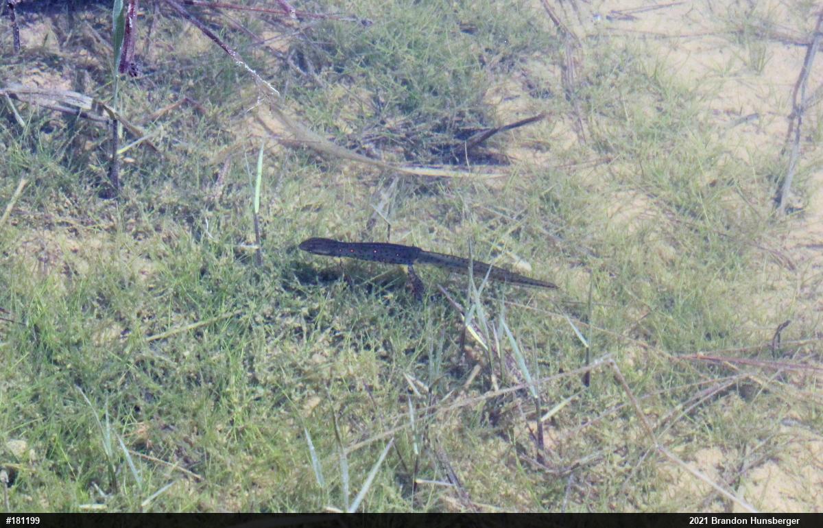 Red-spotted Newt