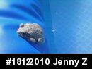 Gray Treefrog