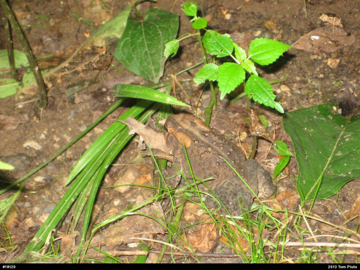Eastern American Toad