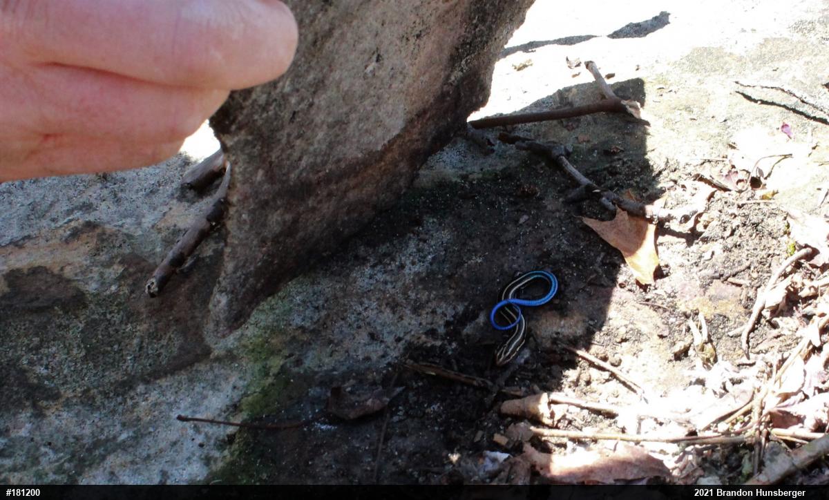 Common Five-lined Skink