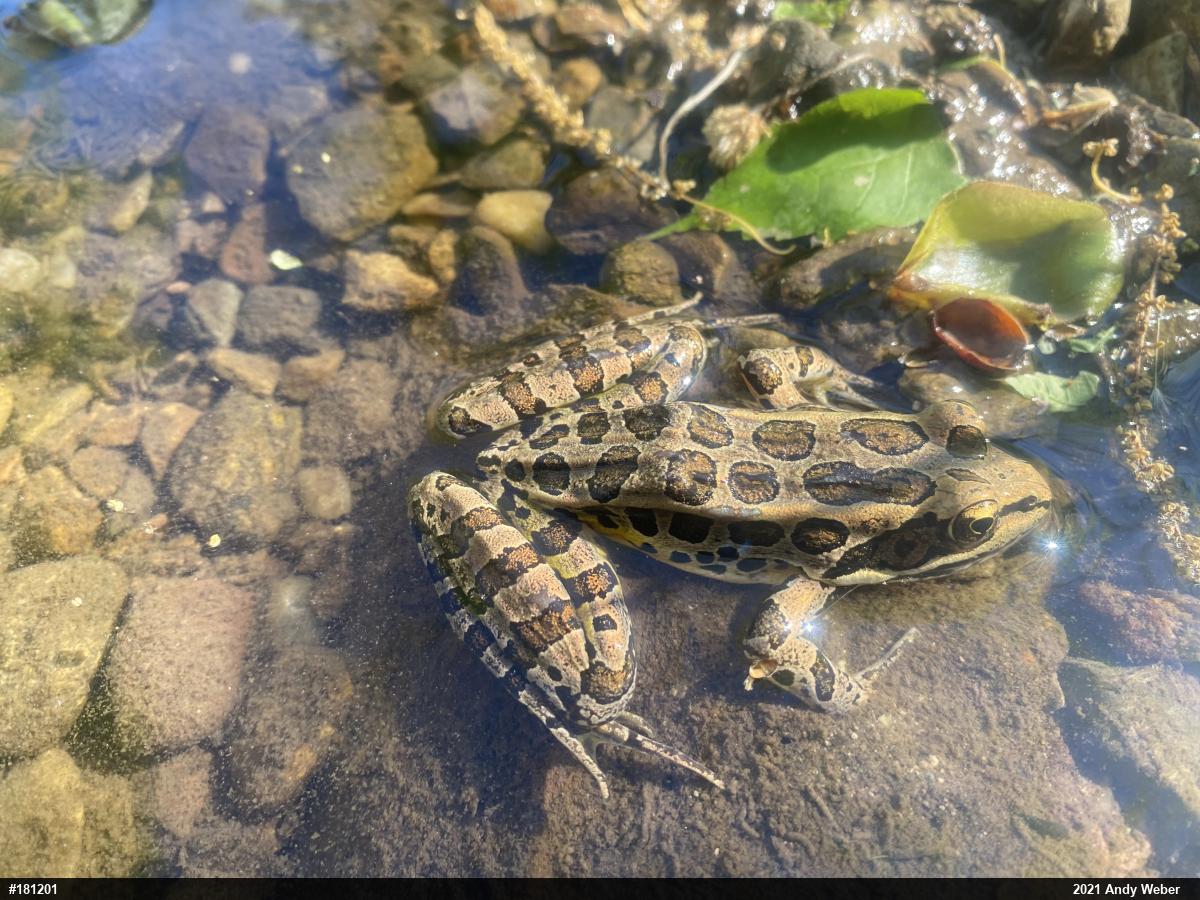 Pickerel Frog